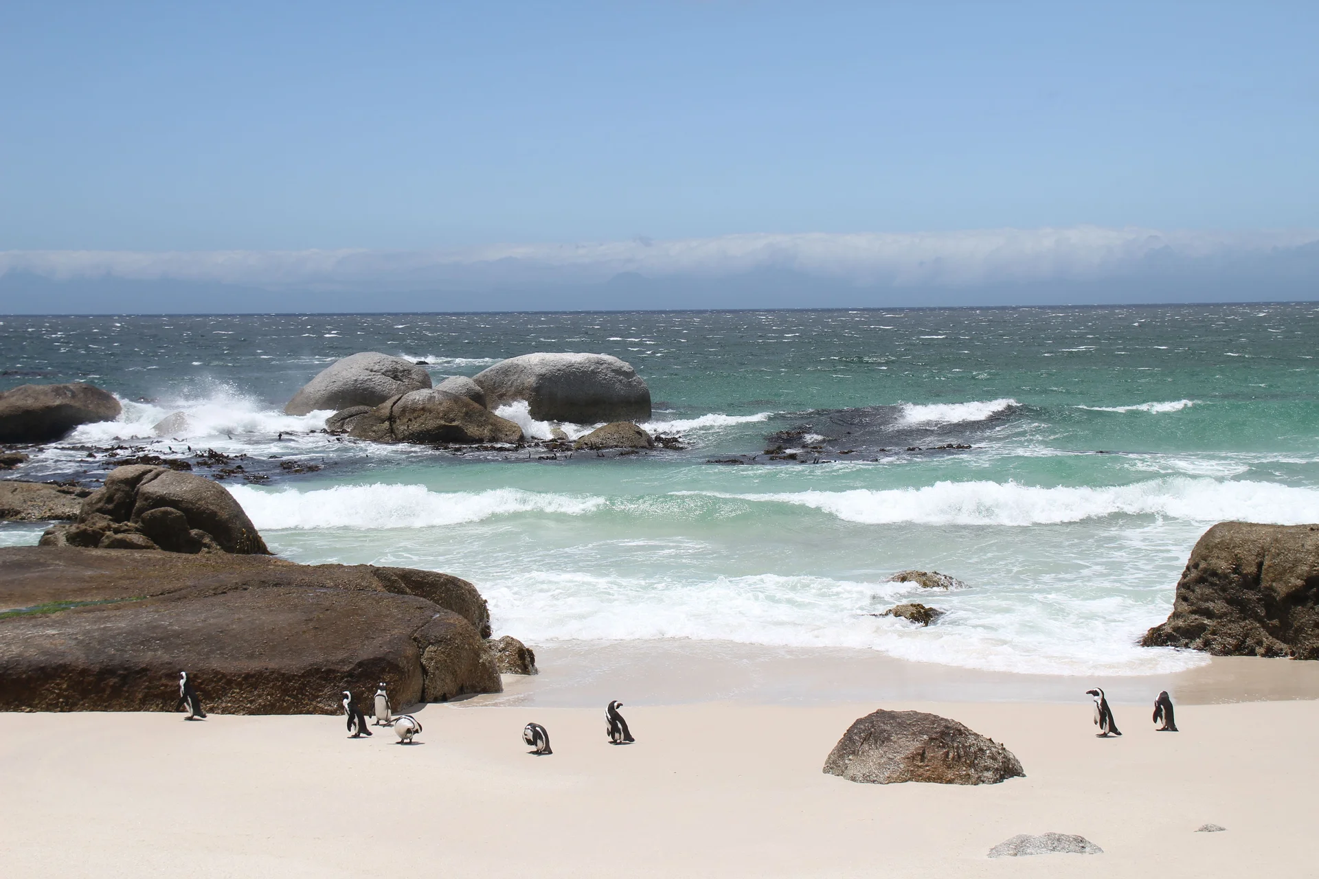 The World-Famous Boulders Penguins Colony