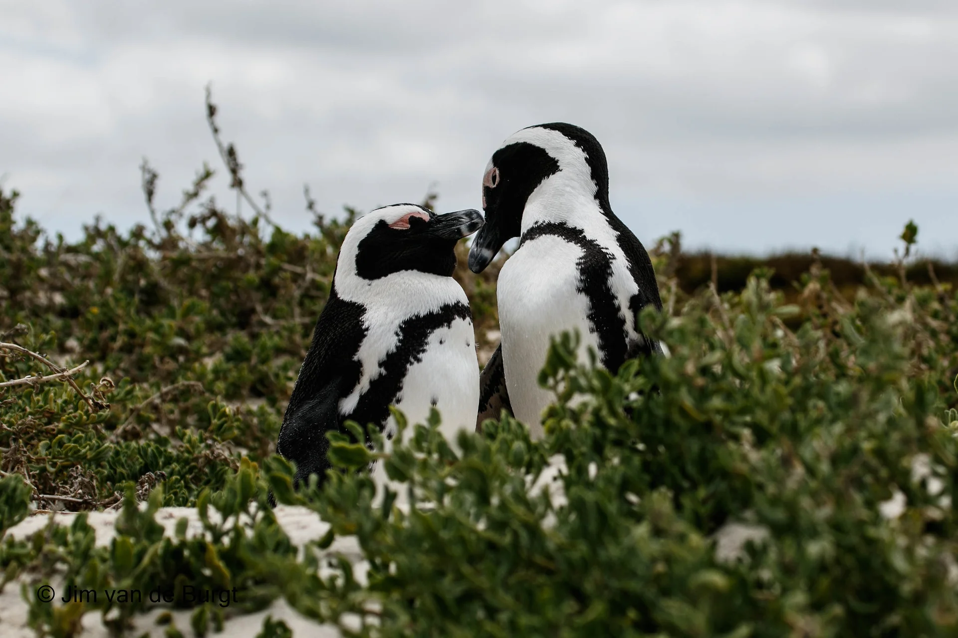 Cape Point & Cape of Good Hope