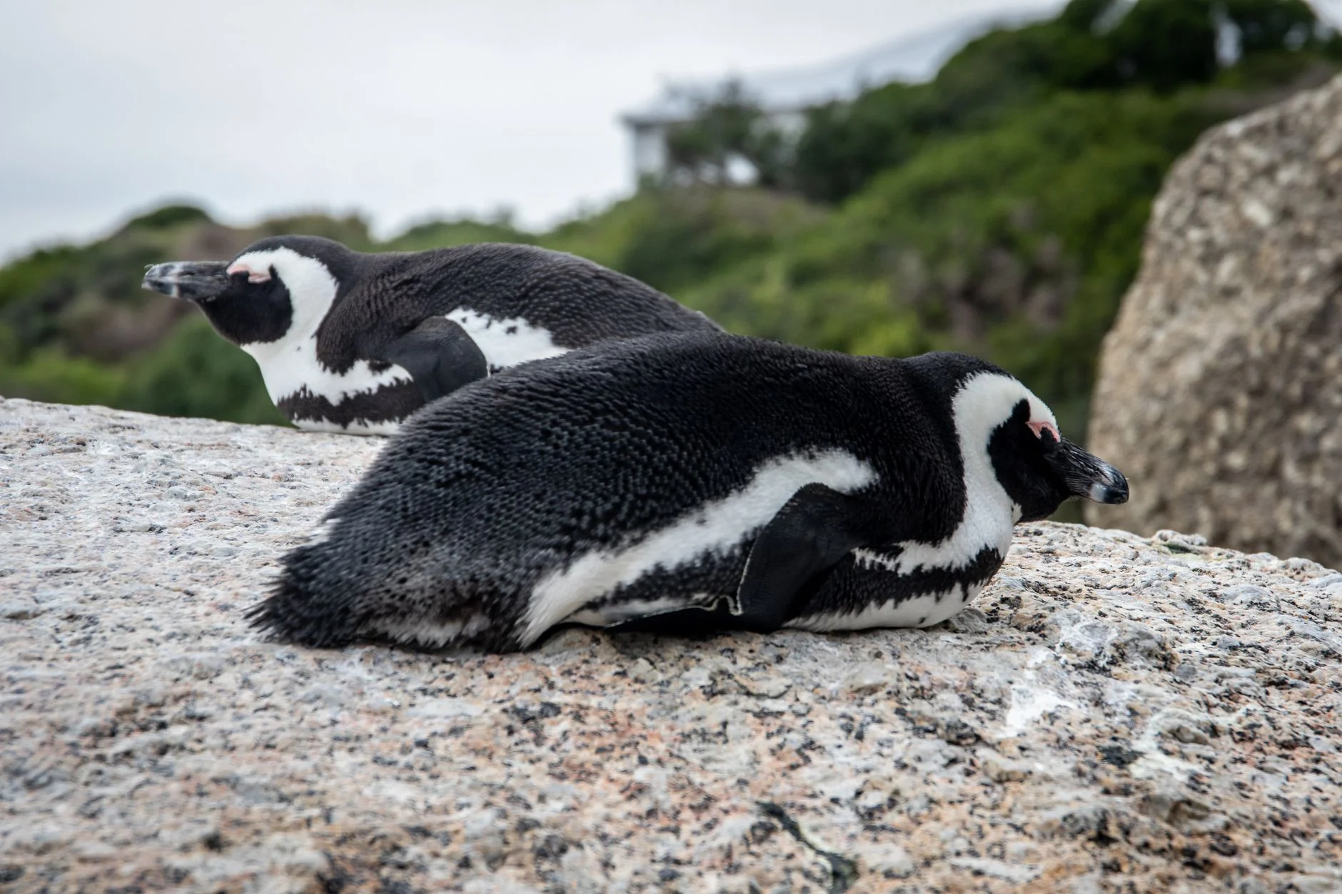 Protecting an Endangered Species